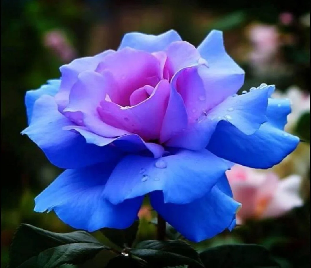 Services — Rosebrook Counseling